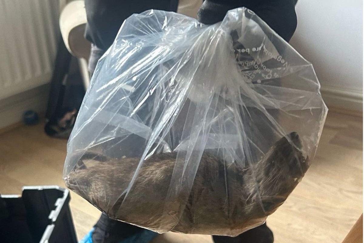 Britain’s ‘biggest rat’ found in Yorkshire home