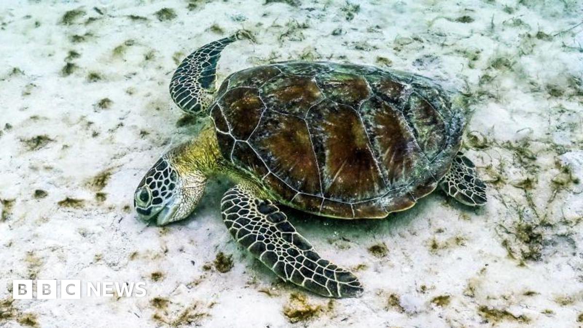 Close up shot of a small sea turtle pecks at sea grass on some bleached white coral on Australia's Great Barrier Reef.