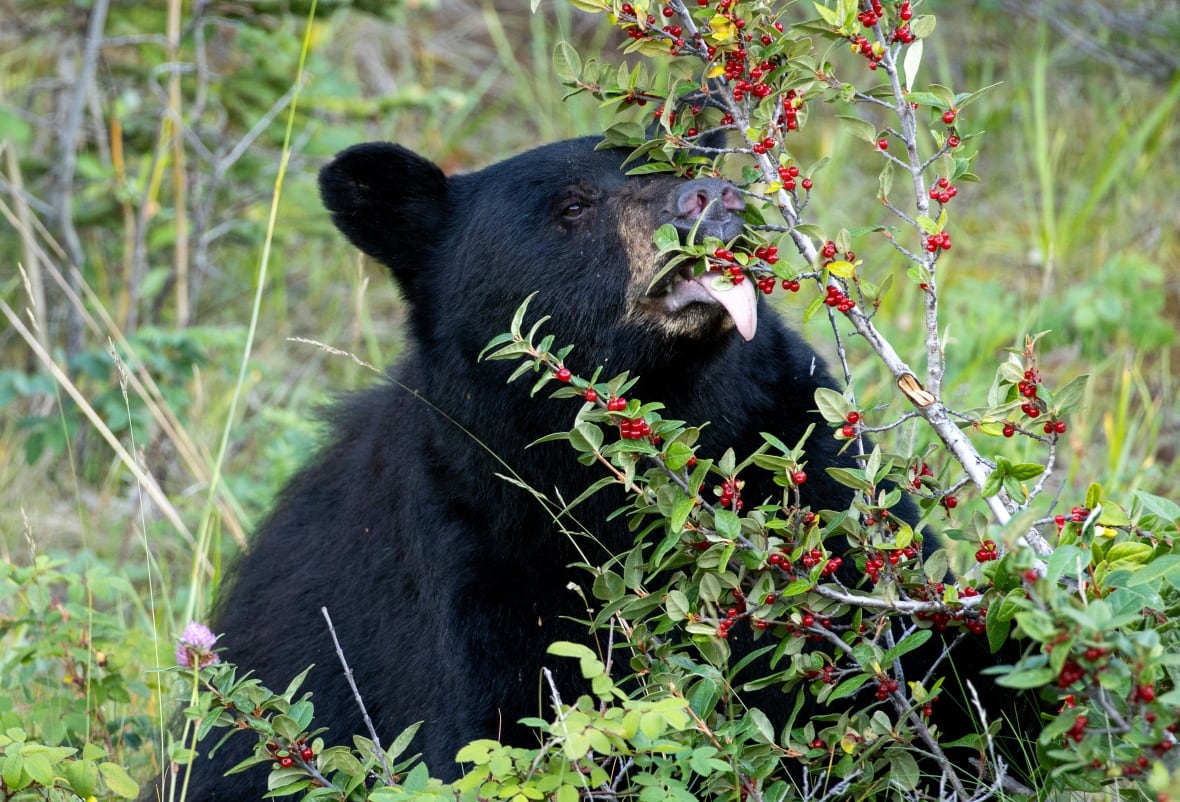 A black bear.