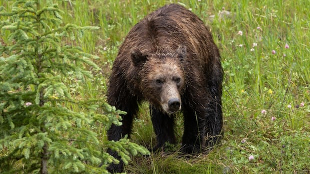 Close bear encounters lead to warnings, closures in popular parts of Kananaskis