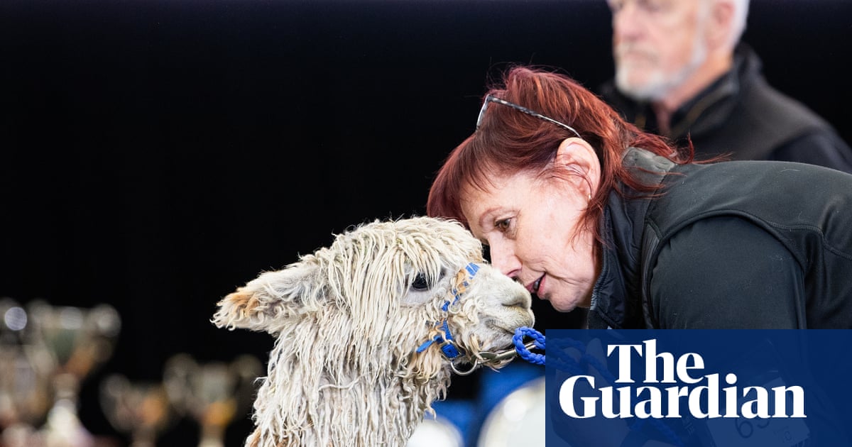 Fashion week for Australia’s fluffiest and silkiest alpacas, where ‘we’re all hoping for a good hair day’ | Animals