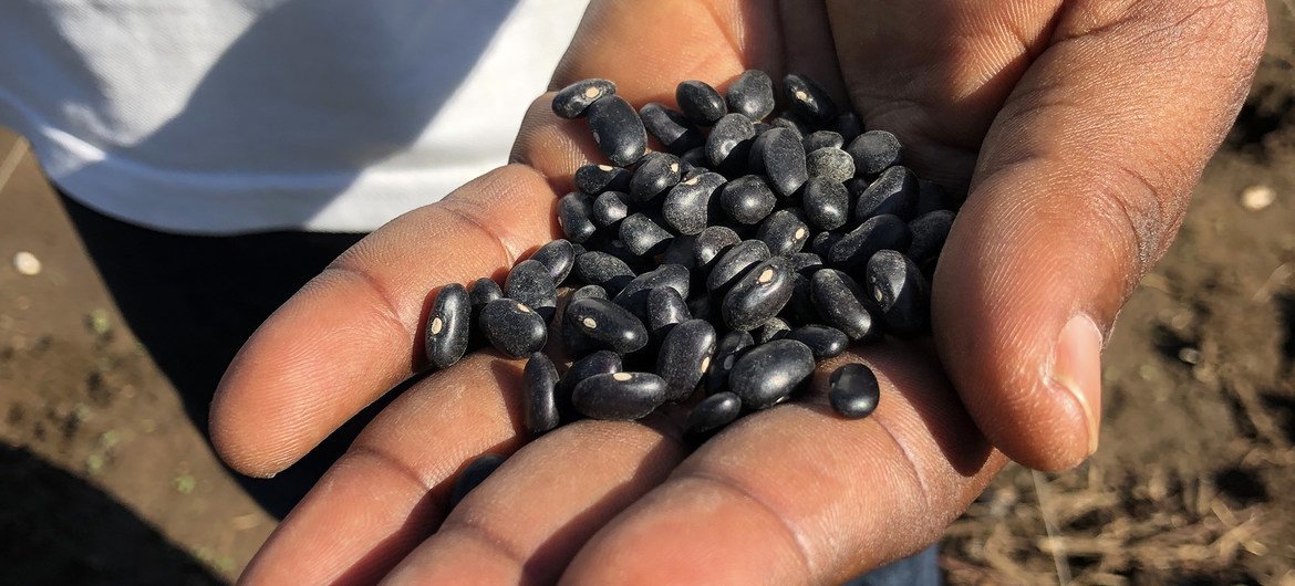 Seed banks in Haiti work to provide farmers with high quality seeds. 
