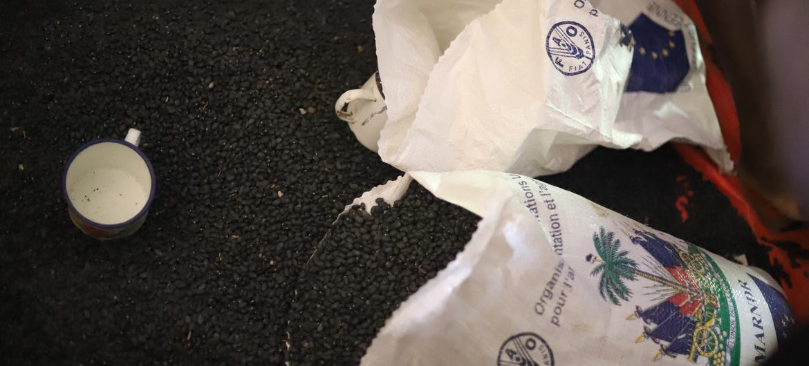 FAO works to distribute high quality seeds in Haiti to stabilize crop production.