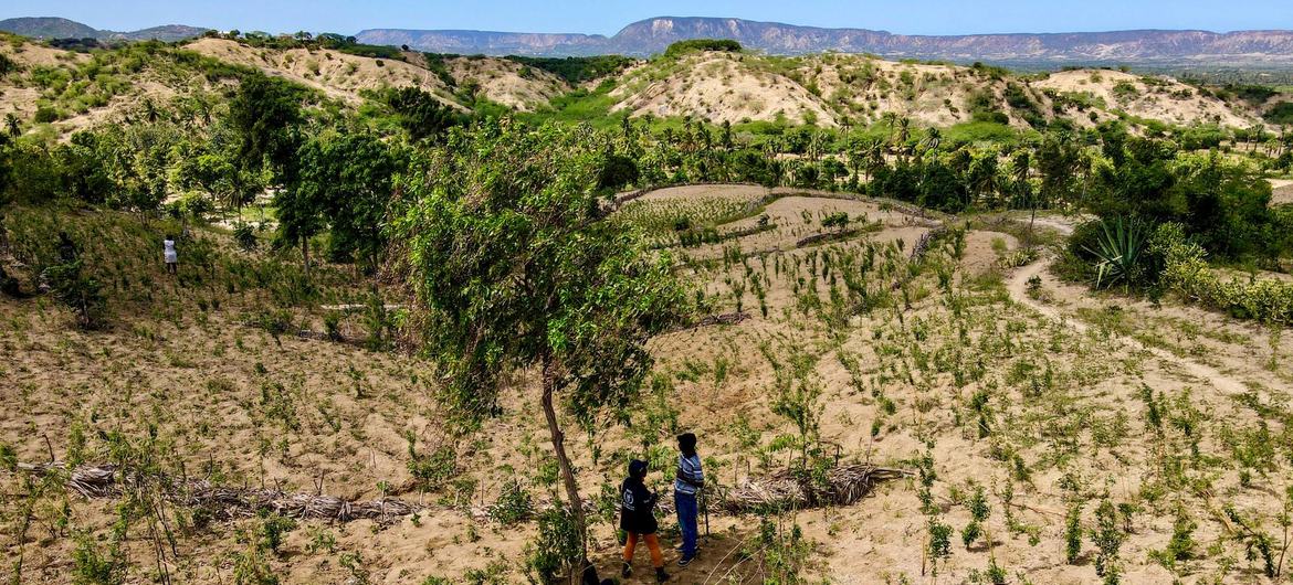 Climate shocks have plagued Haiti's agricultural sector. 