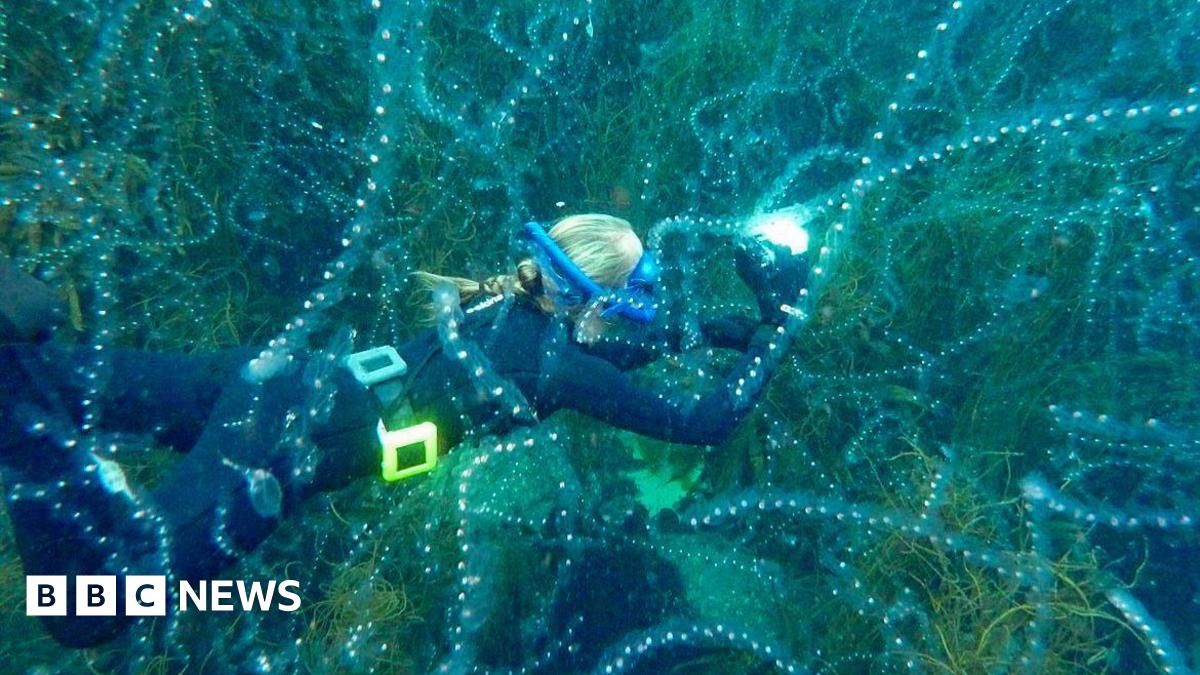 A blonde woman in a wet suit is swimming while holding a camera with light shining. Salps, which look a bit like a jellyfish, are surrounding her in all directions. Salps look like lines of see-through strips with fairy lights on them.