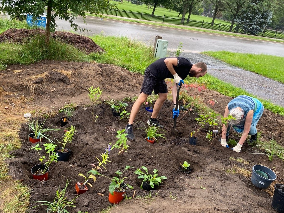Two people dig in a garden in  a front yard