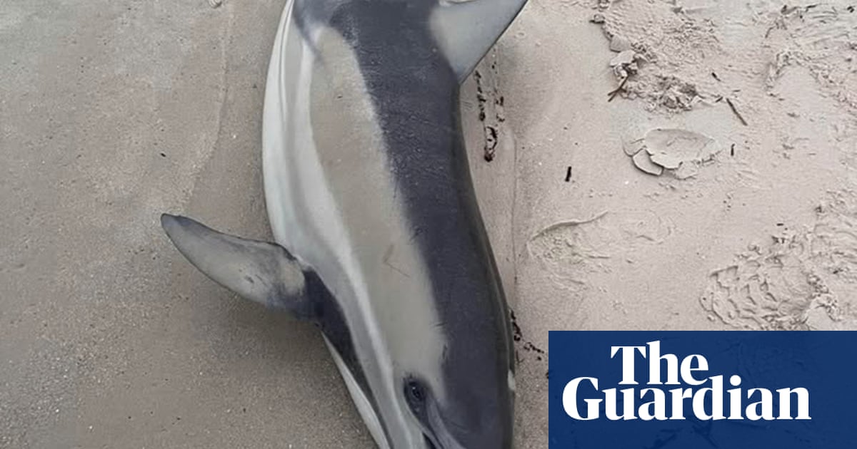 Labor to use black summer-era measure to fast-track algal bloom response as dolphin carcass washes up on beach | South Australia