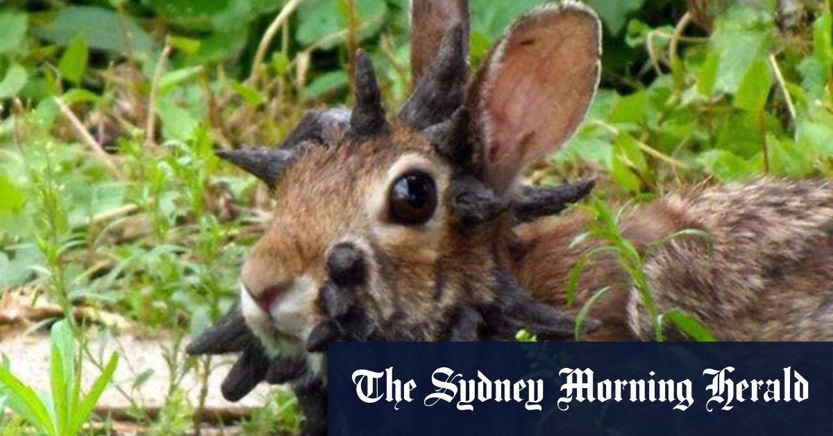 Strange horns grow out of bunnies faces in viral video from Fort Collins