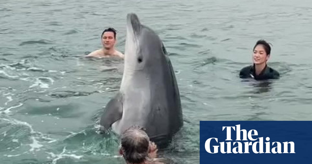 Public warned to keep away from injured dolphin filmed with Dorset swimmers | Dolphins