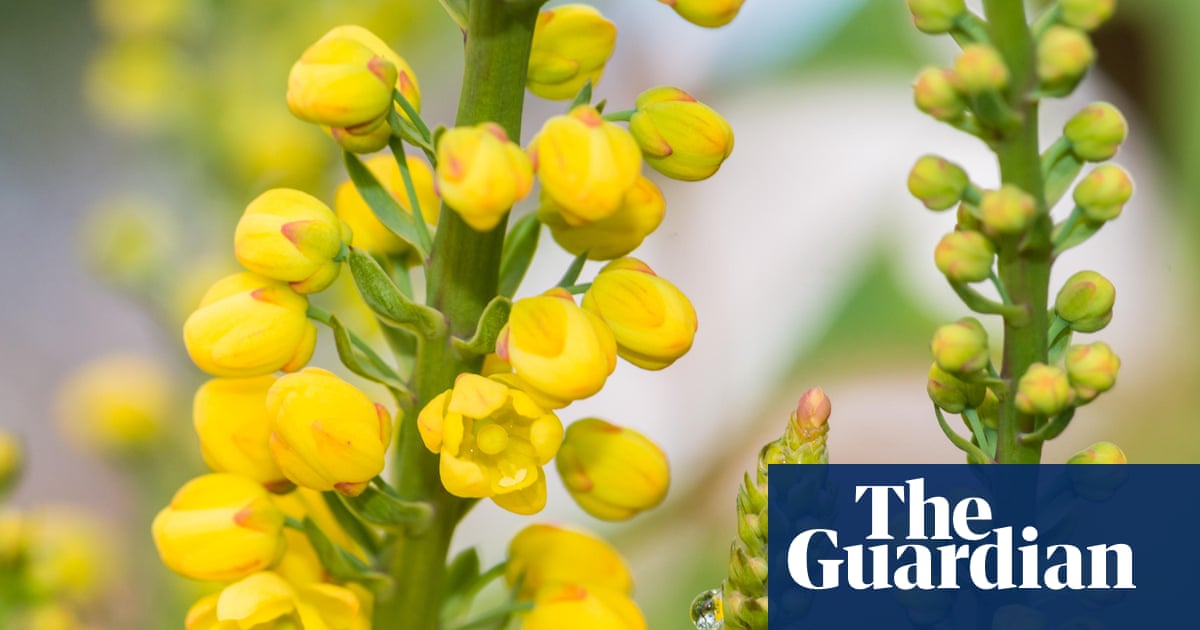 Plantwatch: A flower’s male parts carry all sorts of surprises for pollinators | Environment