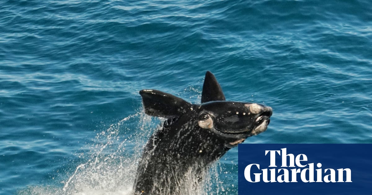 Bumper whale calving season a ‘sign of hope’ for South Australia’s oceans | Environment
