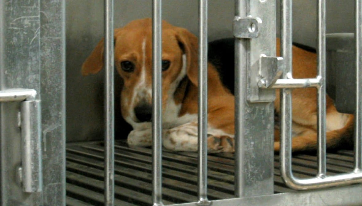 Beagles, as seen in this file photo, were being used by medical researchers in London, Ont. for a study that saw heart attacks being induced for up to three hours at a time. 