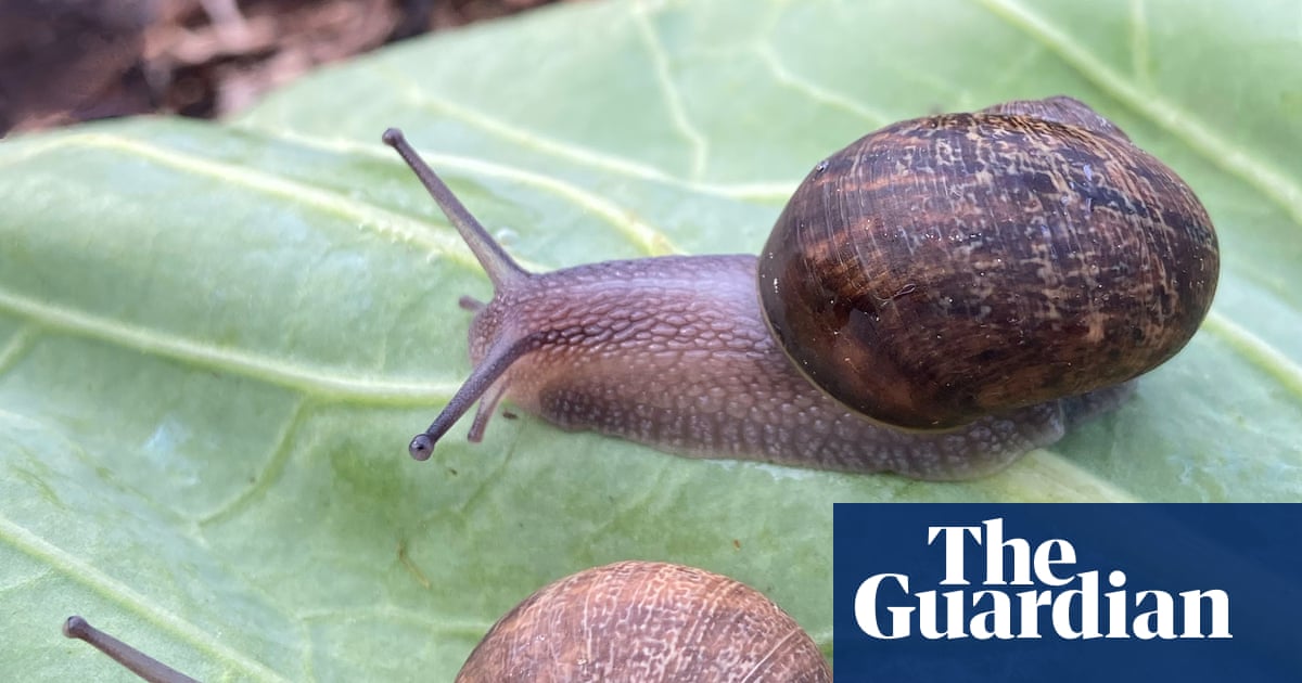 New Zealand launches campaign to find love for rare and lonely left-spiralling snail Ned | New Zealand