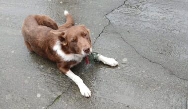 Dog reunited with family after thieves steal jeep with him inside