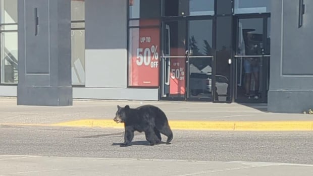 Black bear cub 'safely apprehended' in southwest Calgary neighbourhood