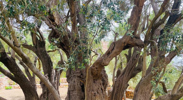 ‘Our livelihoods have been cut off’, say West Bank farmers ahead of olive harvest