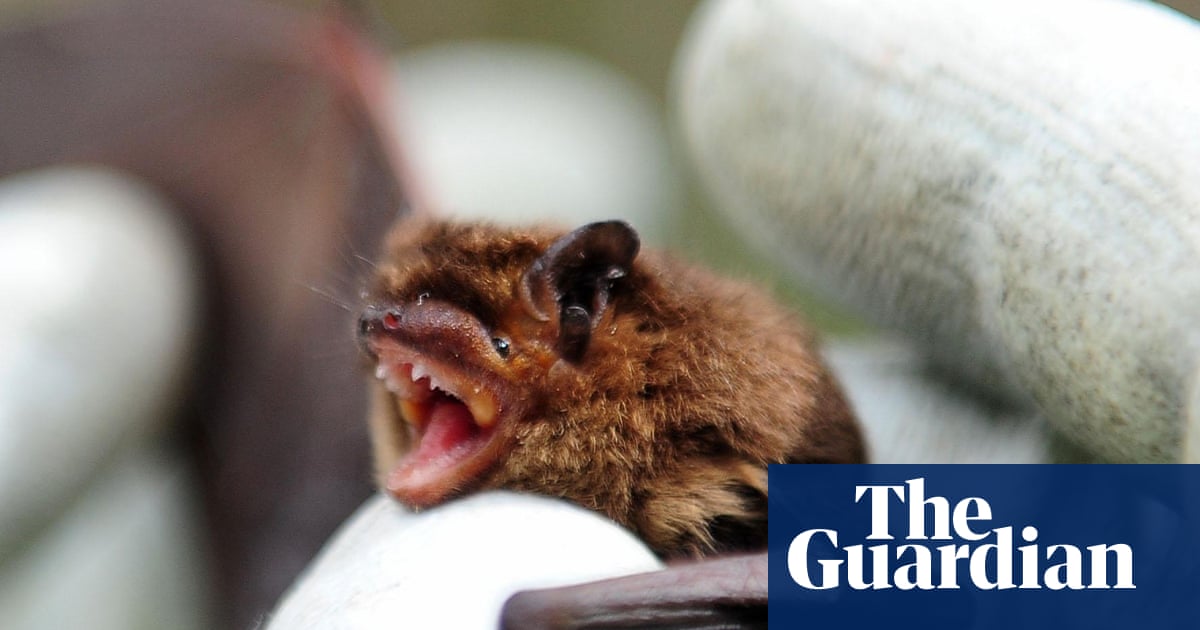 Eight bat researchers mostly from Asia and Africa refused entry into Australia to attend global scientific event | Science