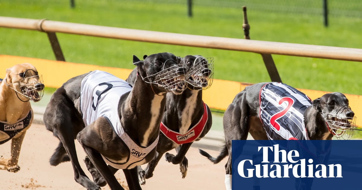 Victoria could save nearly $500m over 10 years by scrapping greyhound racing, estimates show | Greyhound racing