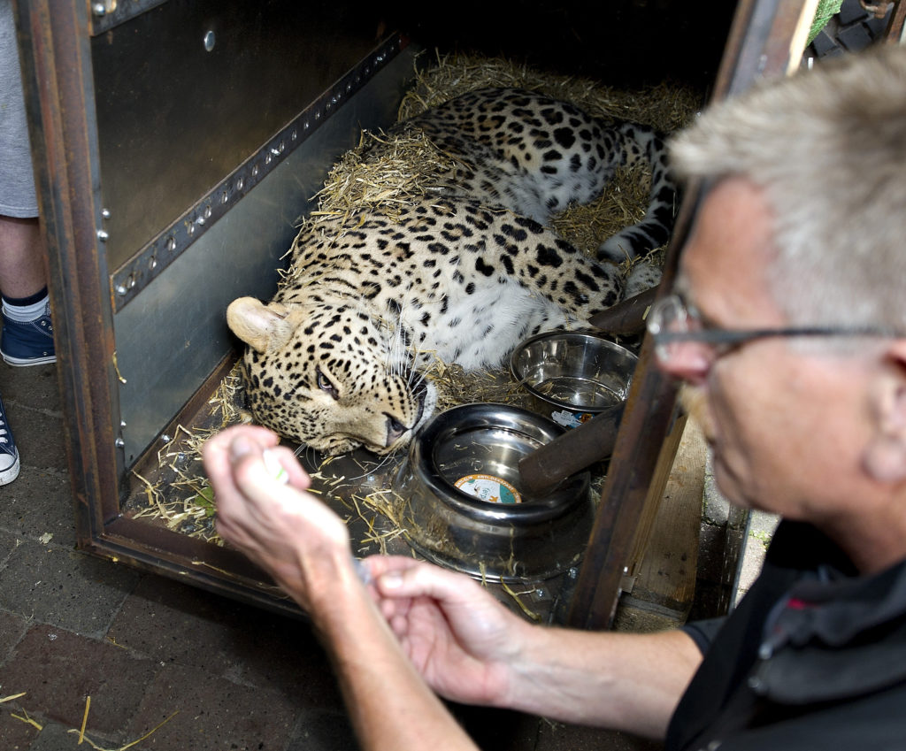 Male leopard "BamBam" lies tranquilized in a container at Aalborg Zoo in North Jutland
