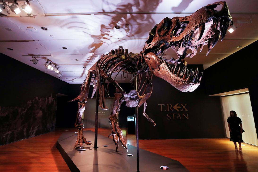 A 40-foot-long Tyrannosaurus rex named “Stan” sold for $31.8 million in 2020.