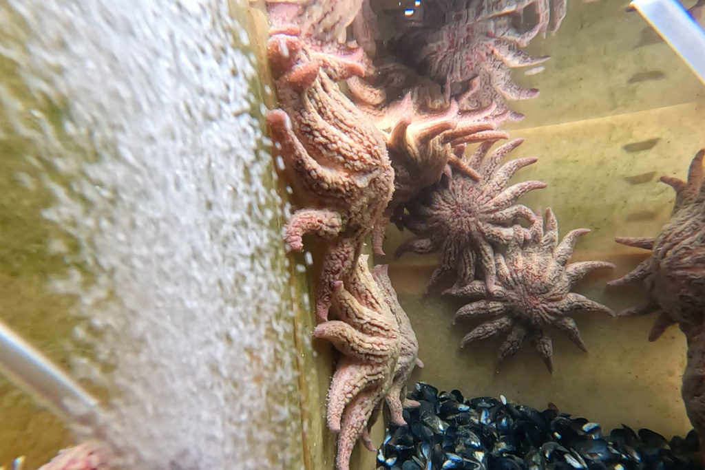 Scientists grow sea stars in lab to understand mass die-off along Pacific Coast
