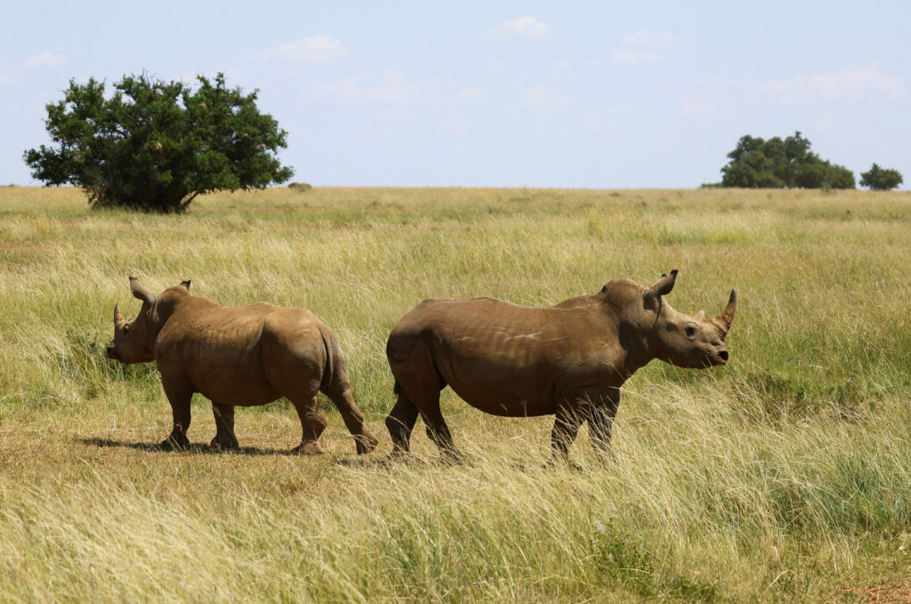 Over 2000 rhinos sold to African Parks await rewilding
