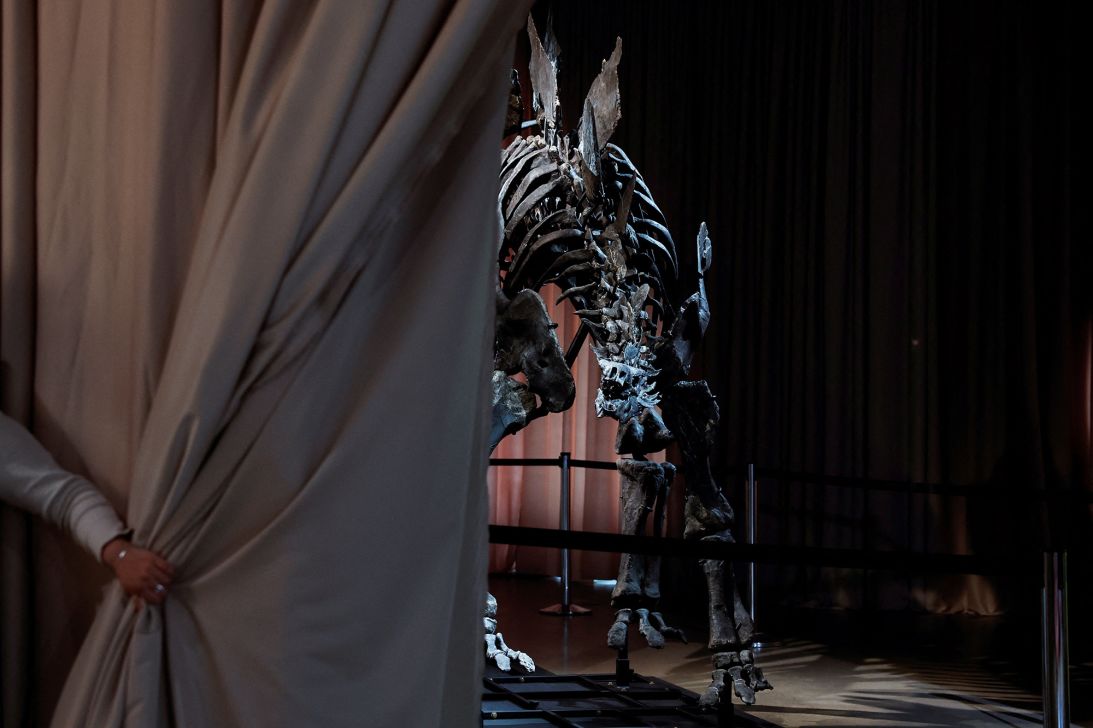 A Stegosaurus skeleton nicknamed “Apex” sold for $44.6 million at auction in 2024. It's on loan to New York’s American Museum of Natural History.