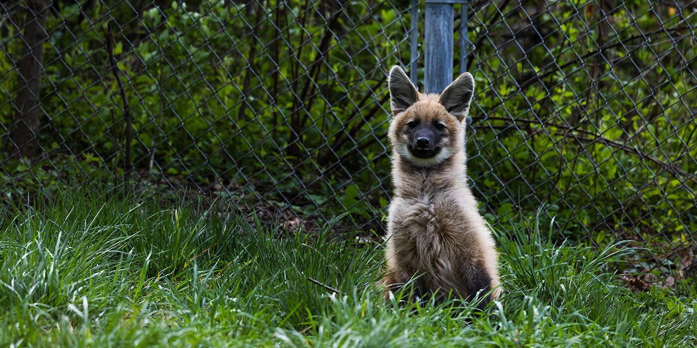 Maned wolf pup sits in a grassy field with ears perked.