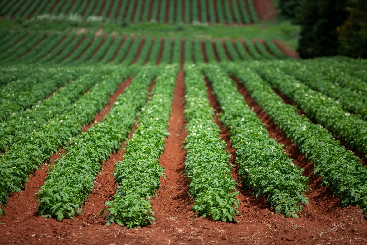 A farm field with leafy green plants