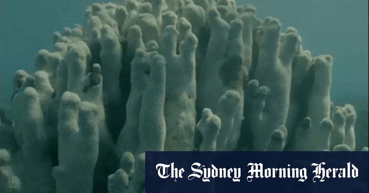 Western Australian reef suffers over 100 kilometres of damage in 2025