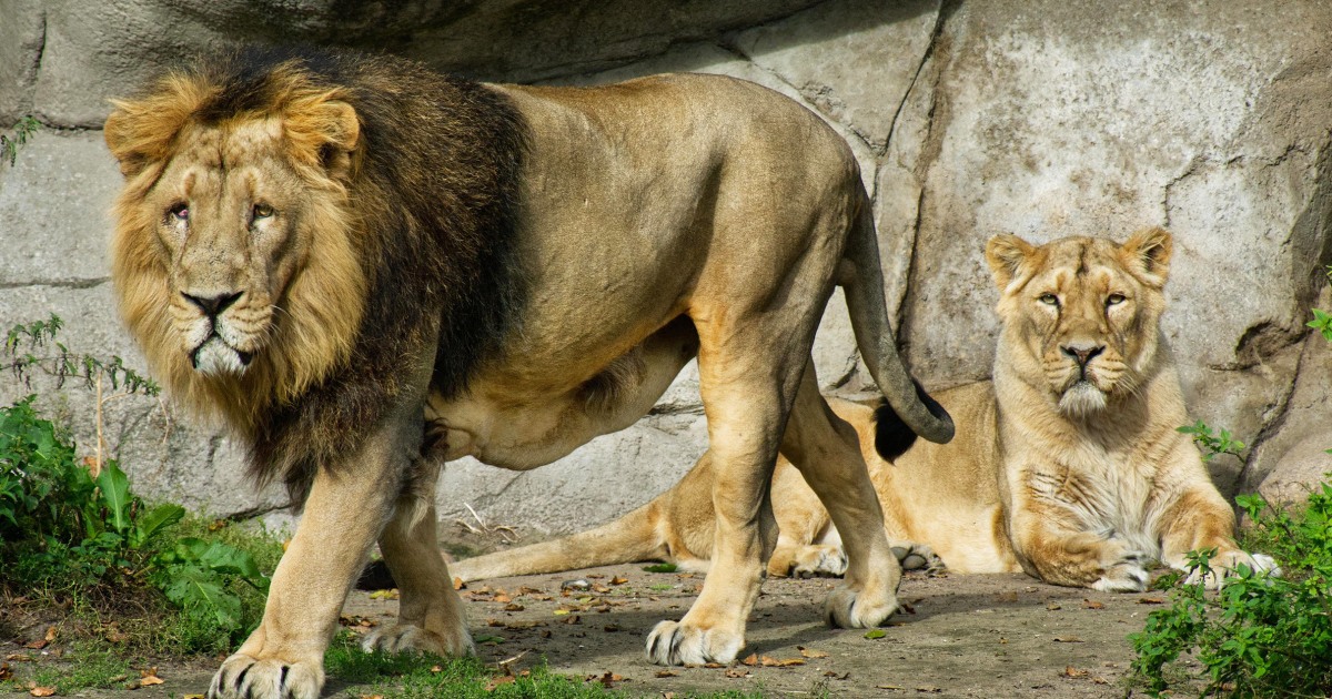 Zoo in Denmark calls for unwanted pets to feed its animals