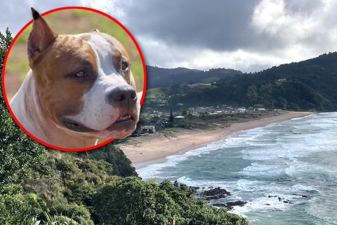 SunLive - Woman says dog pack hunted her like an animal