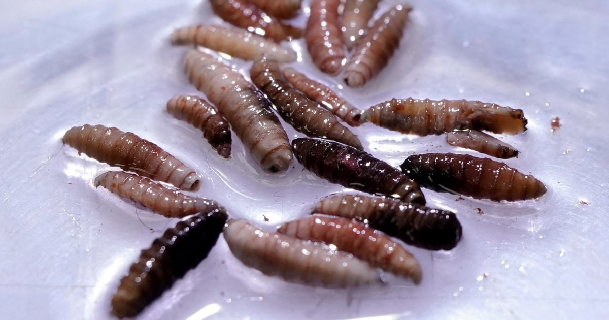 First human case of flesh-eating screwworm parasite detected in the U.S.