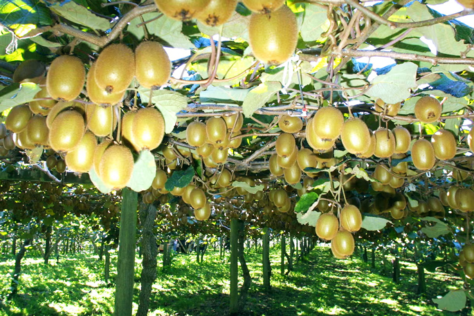 SunLive - EastPack probes van crash that injured RSE workers