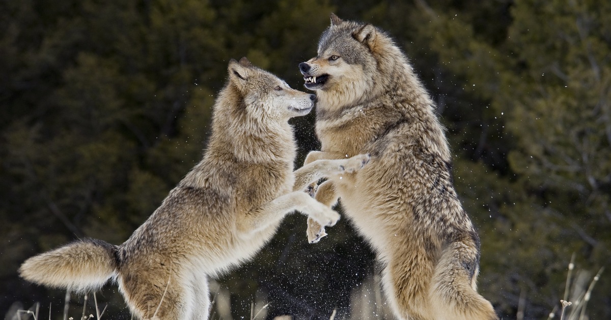 Drones blasting AC/DC are helping biologists protect cattle from wolves