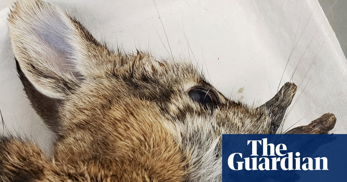 ‘Demon’ rabbits growing hornlike warts in Colorado are no danger, scientists say | Colorado