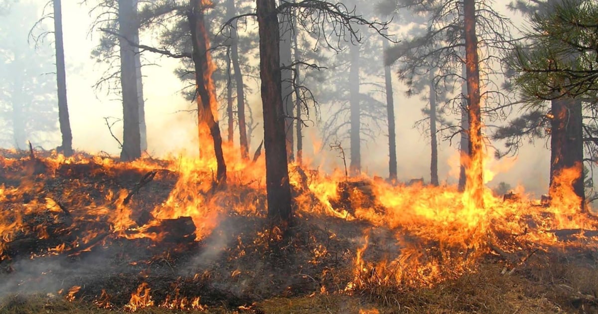 Fast-spreading forest fire in the Burnt River area in Kawartha Lakes