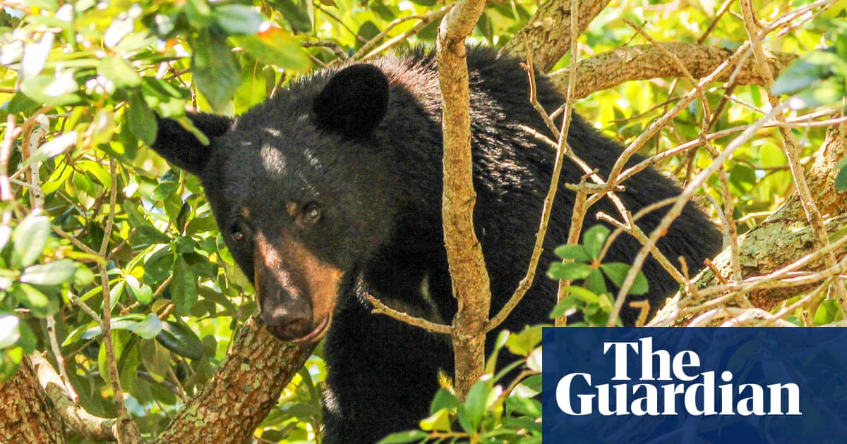 Wildlife groups condemn approval of ‘barbaric’ Florida black bear hunt | Florida