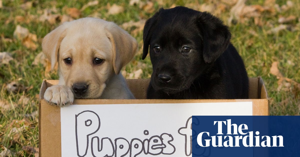 Puppy peril: that dog you want to buy online may be a scam | Money