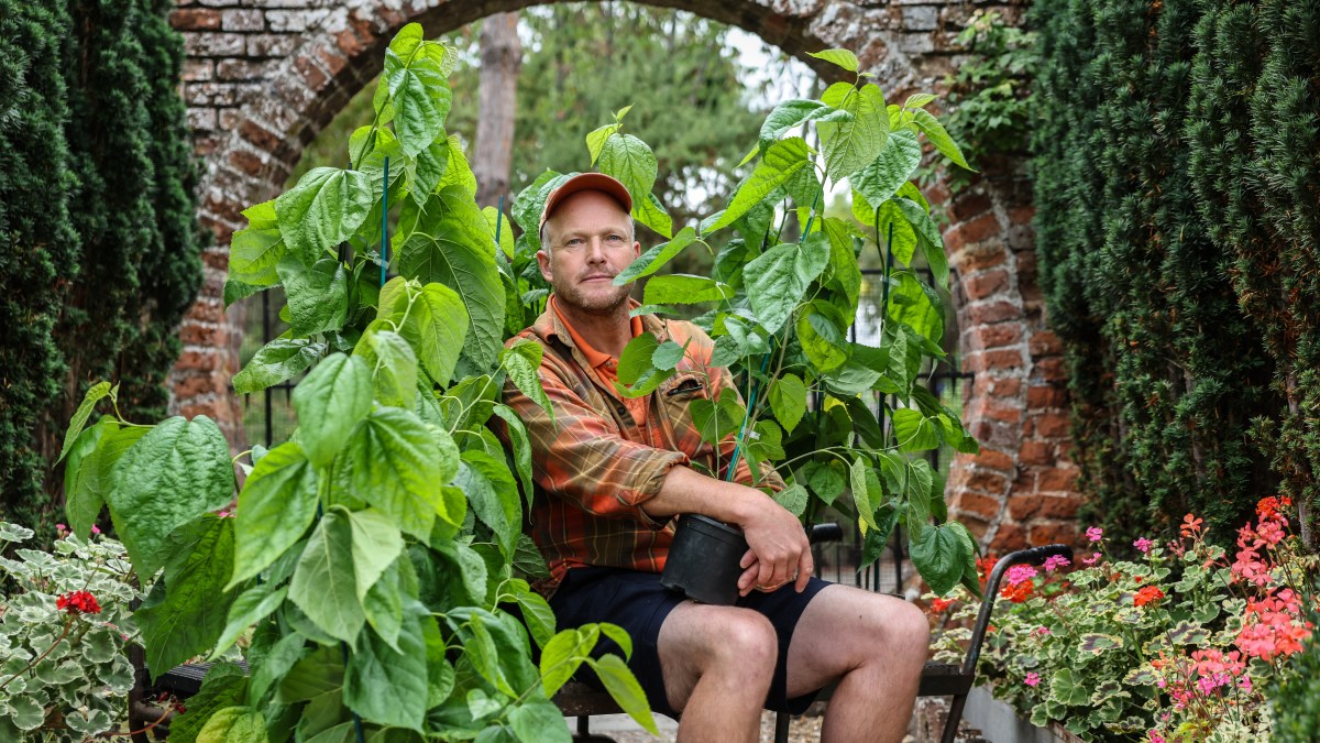 Green shoots for ‘royal’ mulberry trees at castle’s old silk farm