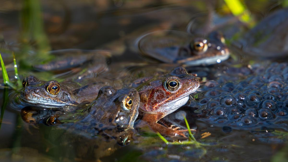 Frog fancier told to soundproof his pond or evict noisy occupants
