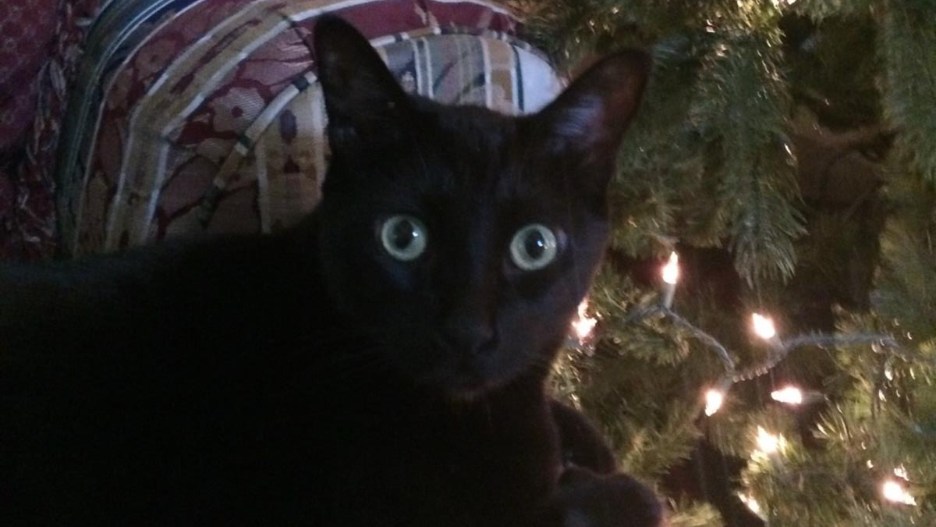 Cats with cancer may hold the key to new human therapies - The Times