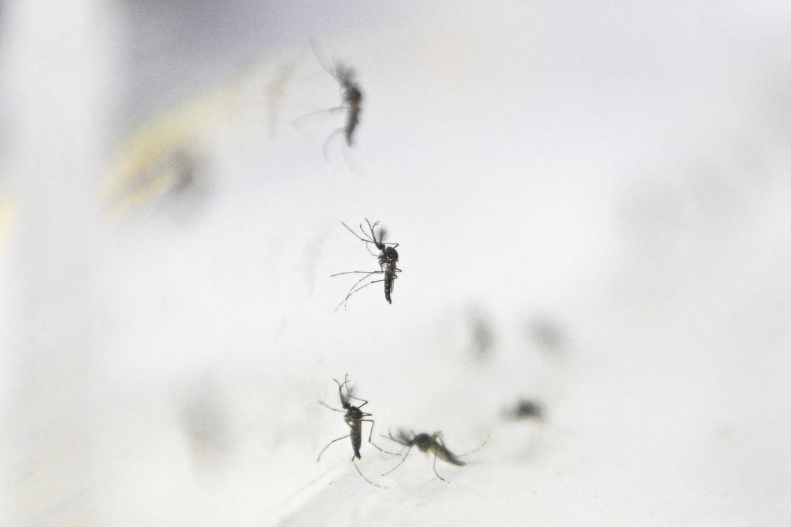 Hong Kong sees first chikungunya case from China outbreak