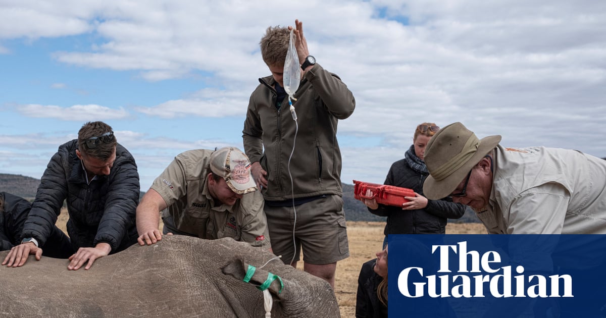 Rhino horns made radioactive to foil traffickers in South African project | Endangered species