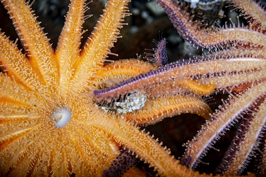 caption: The underside of adult sunflower stars, feeding on mussels at University of Washington's Friday Harbor Labs. 