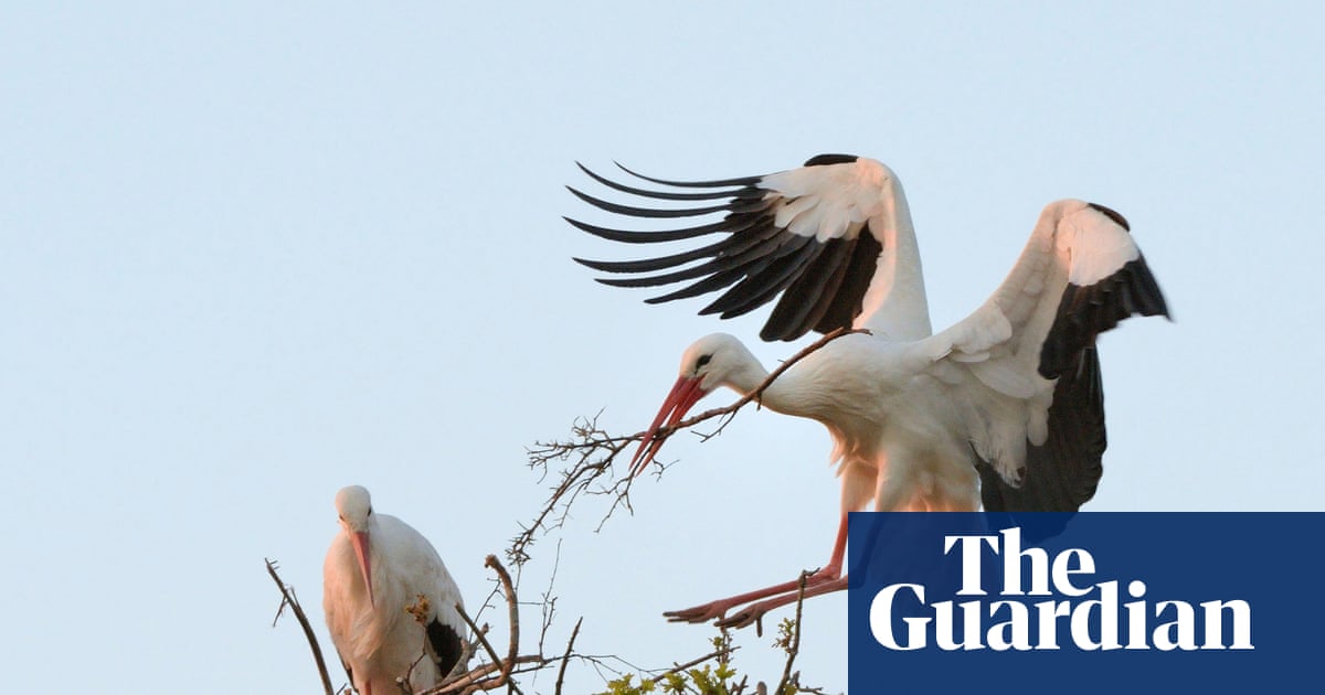 Rewilding group to assess possible return of white storks to London | Rewilding