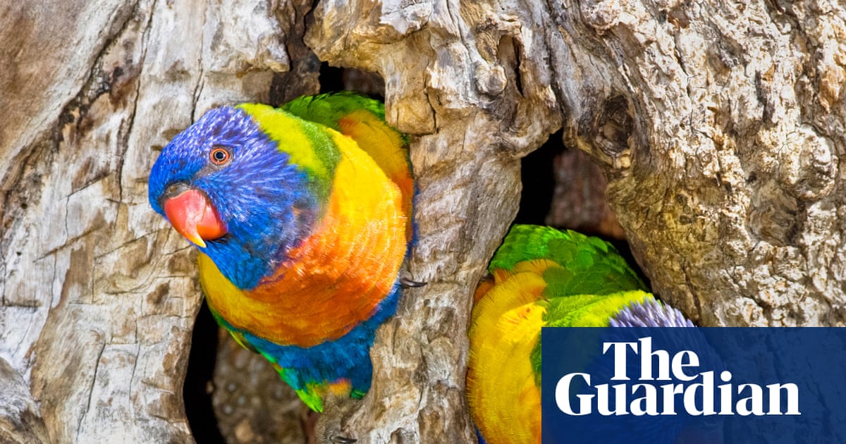 ‘Mind blown’: scientists discover sex reversal in kookaburras and lorikeets with cause unknown | Birds