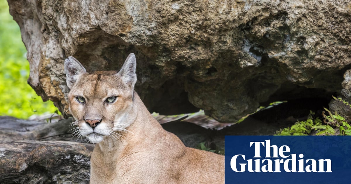 ‘Bizarre and wrong’: Danish zoo sparks debate with plea for pets to use as food | Animals