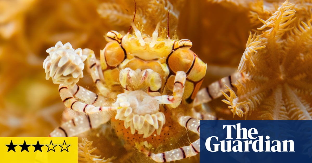 Parenthood review – one of the crabs in David Attenborough’s new naturefest is like a 1940s movie villain | Nature documentaries