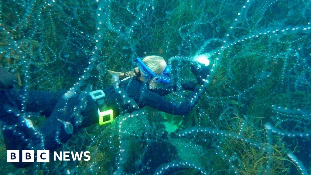 Record warm seas help to bring extraordinary species to UK waters